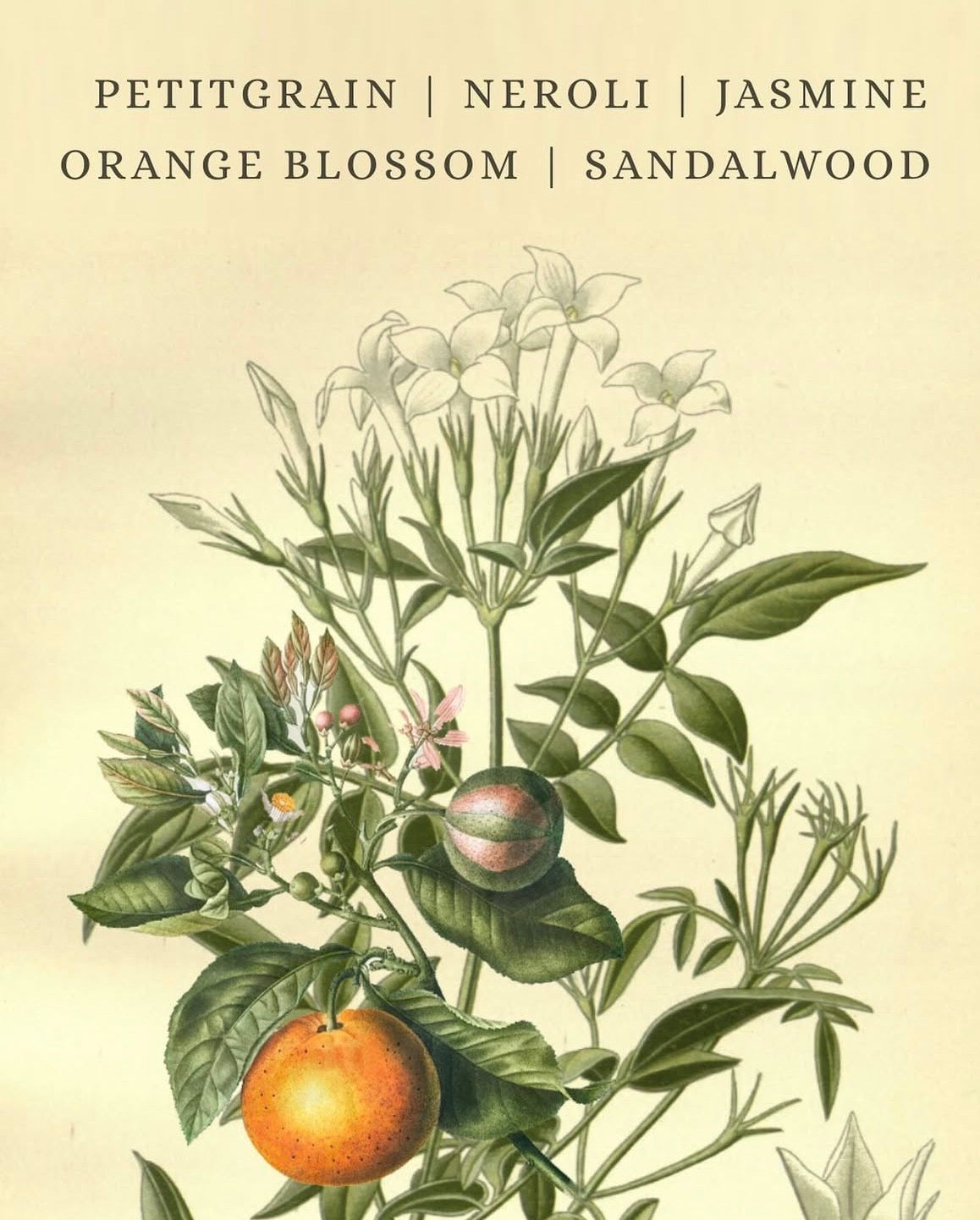 Maison Fleur (Choose Your Vessel $20.00—$65.00)